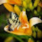 El Herbolario del Barrio - Centro Daruma