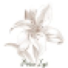 Institut de beauté Peau Lys