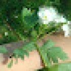 Espace plantes soignantes