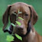 Big Dog Company -De natuurlijke voedingsspecialist voor honden en katten