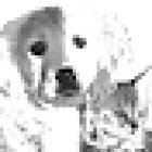 Dr. med. vet. Wolf Kaser