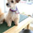 Hundefriseur Salon Apollo & Groomerschule