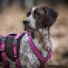 dankbarf - artgerechte Ernährung für Hunde & Katzen