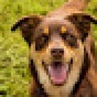 Sienna's grooming services and products