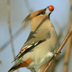Ernährungsberatung, Ernährungstherapie Ess-Perlen