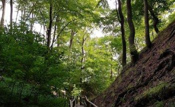 Martin Fischer vivere movendo