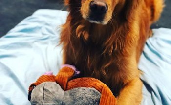 Salt Lake Animal Physical Therapy LLC