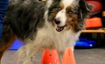 4PfotenFit Hundephysiotherapie und Hundefitness