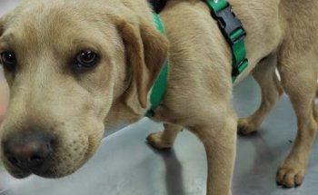 Centro Veterinario Llacolen