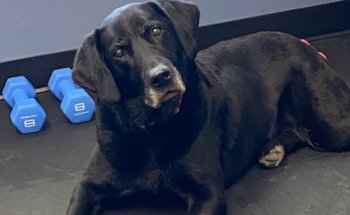 LINK Physical Therapy, PLLC