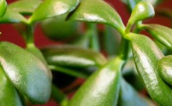 Gary Collins, Hands on Healing