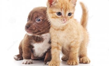 Centro medico veterinario Valles del country