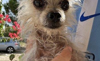 Clinica Millán. Centro de Referencia de Fisioterapia y Rehabilitación Animal