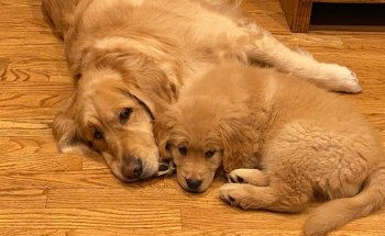 Anchor Physical Therapy - Broomfield