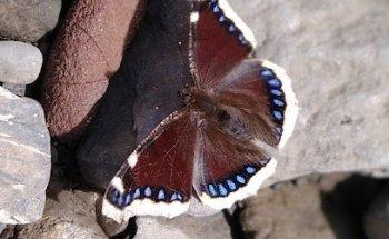 TÉCNICAS HOLÍSTICAS - RAFAEL