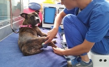 SBA Salute e Benessere Animale