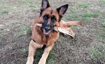 Clinica Veterinaria Clivet Di Dottoressa Passalacqua E Dottoressa Nappi