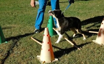 Centro di fisioterapia veterinaria Villa Beria