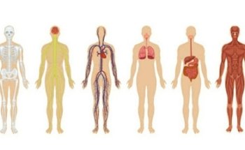 Enrica Caramia Osteopata D.O.