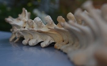 Osteopata Milano Giacomo Mamberto DO M.ROI