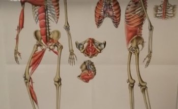 FISIOMED BELLUSCO - OSTEOPATIA, MASSOTERAPIA, KINESIOLOGIA e TECARTERAPIA
