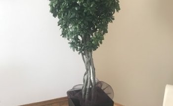 Giacobbi Chiropratica