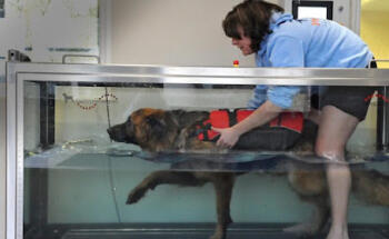 Physiodog