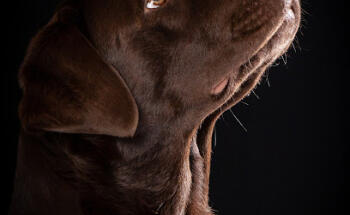 Gesundhund GmbH