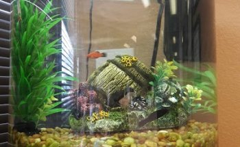 ReAlign Health and Wellness Center of Arlington, TX