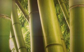 Physiotherapie Weisses Ross P. Brecht-Schaumburg