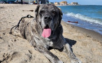 K9 Conditioning and Rehab Services