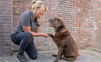 Dierfysiotherapie Mijn hond & ik