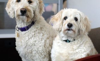 Rehab Guru Physical Therapy