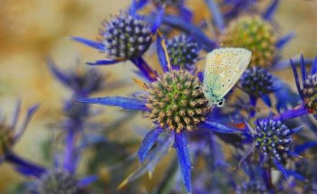 Carolina Pelvic Health Center, Inc.