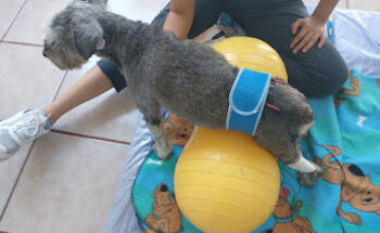 Vetlife rehabilitación veterinaria