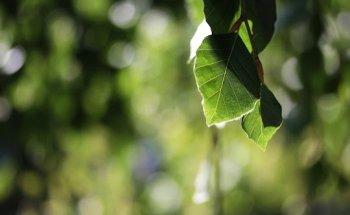 Beatrix Schlesinger - Praxis für Physiotherapie