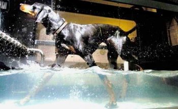 Twin Cities Animal Rehabilitation & Sports Medicine