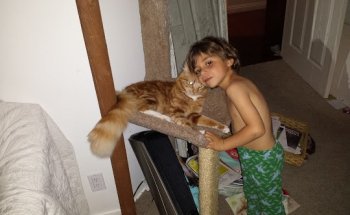 All Vet Care Animal Hospital and Rehabilitation