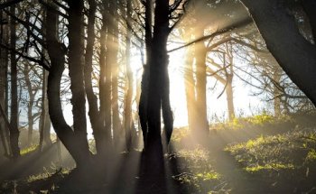 Mojo Physical Therapy