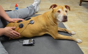 Another Way Veterinary Rehabilitation & Chiropractic Care