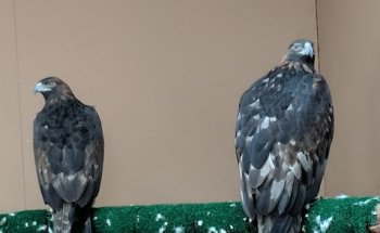 California Raptor Center