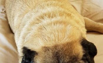 Dinamicanimal Telemedicina | Asesoría Rehabilitación Fisioterapia Perros y Gatos Chile