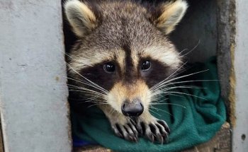 Chippewa Valley Wildlife Rehabilitation