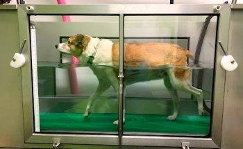 Tierphysiotherapie - Kerpen B.Harren & S.Bernhardt - tpt-kerpen