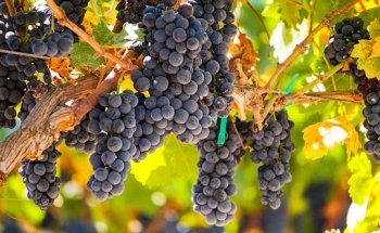 Arbor Rehabilitation & Nursing Center