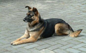 Hydro-Fysio voor honden Chelsea Cauwenbergh