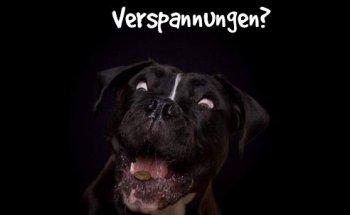 Hundephysiotherapie & mehr Aufgemopst Menden