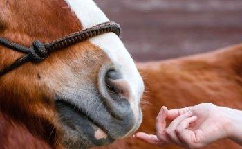 Pferdephysiotherapie Sina Fischer