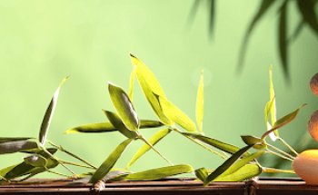 Rejuvenate Chiropractic Spa