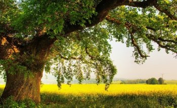 Oak Physical Therapy